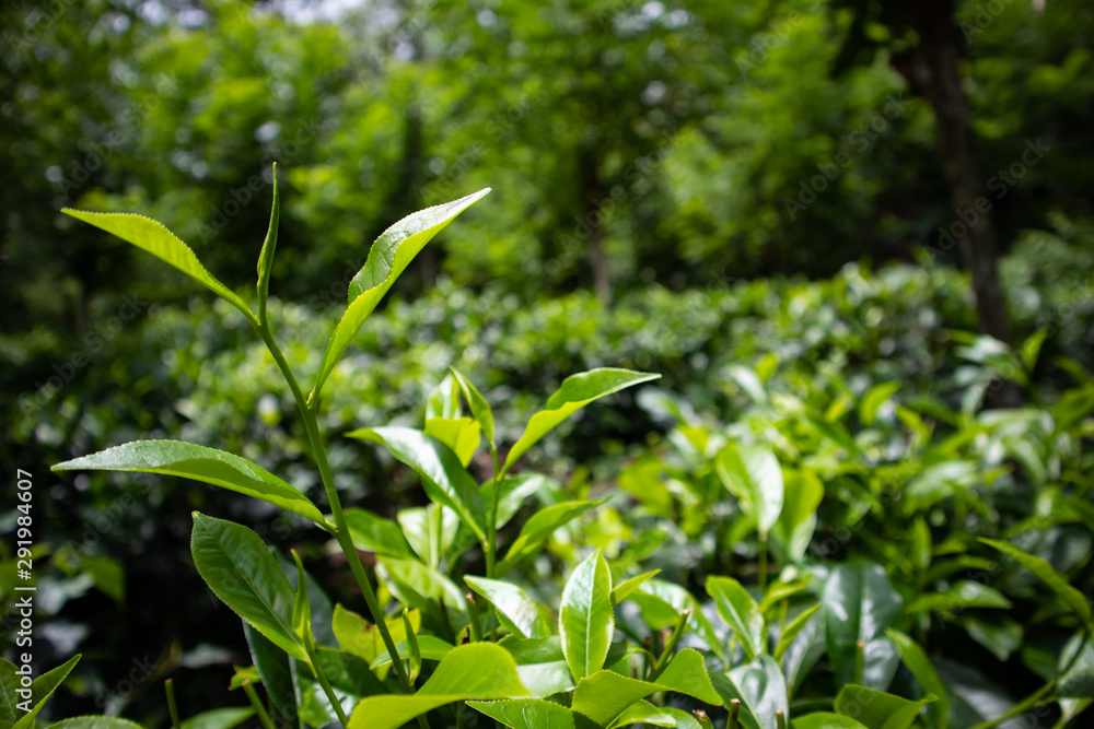 Tea estate,green tea pants,organic tea leaves Tea estate,green tea pants,organic tea leaves
