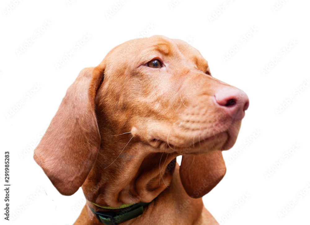 Hungarian vyzhla portrait of puppy isolated on white background Hungarian vyzhla portrait of puppy isolated on white background