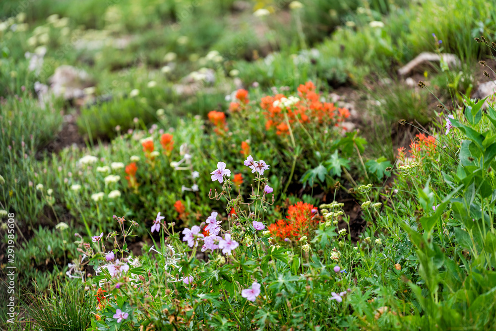 Albion Basin, Utah summer in 2019 in Wasatch mountains with closeup of wildflowers red paintbrush flowers in meadow