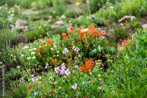 Albion Basin, Utah summer in 2019 in Wasatch mountains with closeup of wildflowers red paintbrush flowers in meadow photo