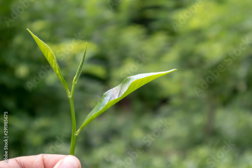 Green tea leaf,tea leaf on green background,herbal tea,ceylon tea.leaf on hand