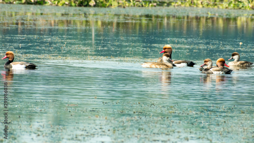 Red crested pochard diving duck bird (Netta rufina) swimming in wetland. The Water birds found in Laguna Madre of Texas, Mexico, Apalachee Bay, Fla Chandeleur Islands, Yucatan Peninsula Atlantic coast