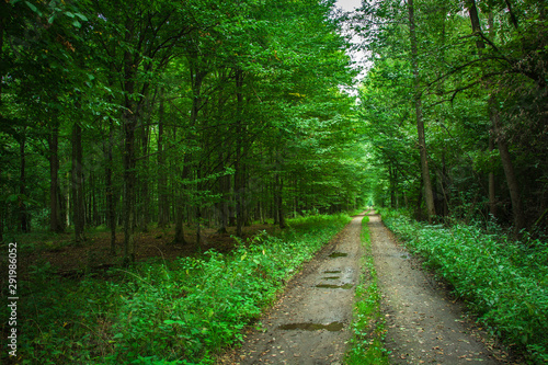 Dirt road with puddles in a green forest