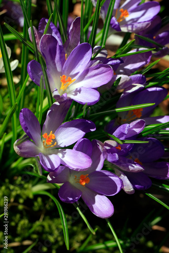 Crocus, Spring Crocus, Beckedorf, Lower Saxony, Germany, Europe photo