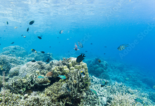 Fish and beautiful coral reef grows in Komodo National Park, Indonesia