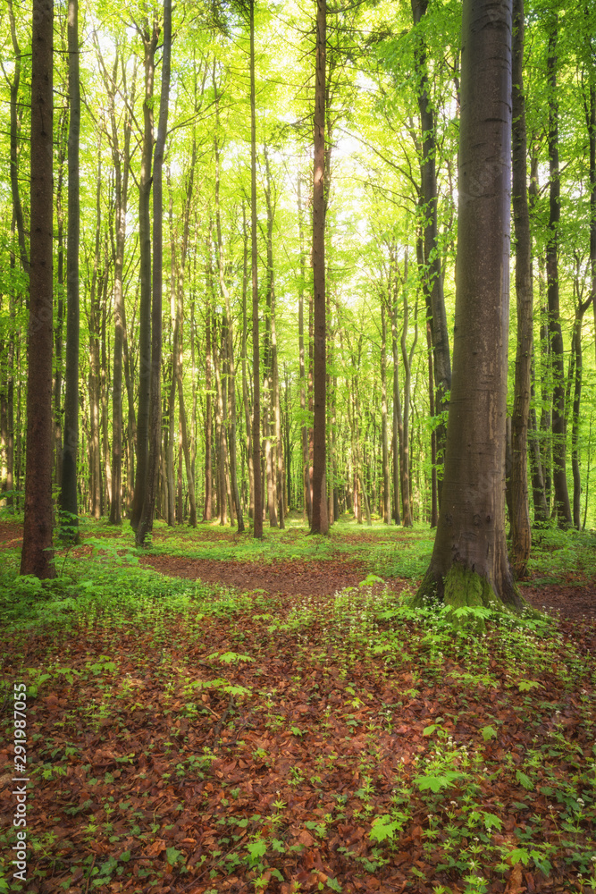 Wald im hellen grün und Sonnenlicht Wald im hellen grün und Sonnenlicht