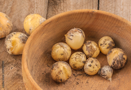 Allium hollandicum bulbs photo