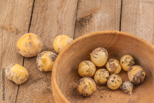 Allium hollandicum bulbs