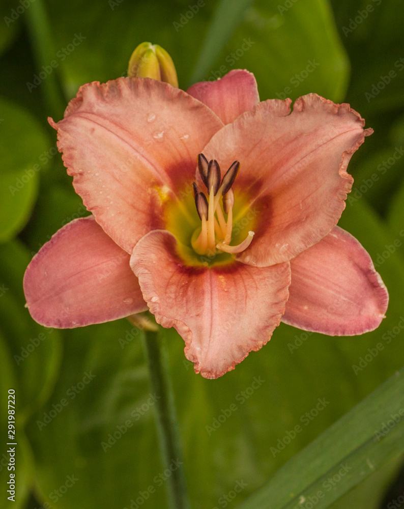 Fototapeta premium Salmon-colored Daylily (hemerocallis) 
