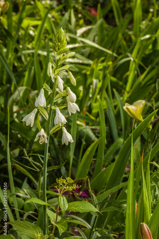 Galtonia candicans in the garden Galtonia candicans in the garden