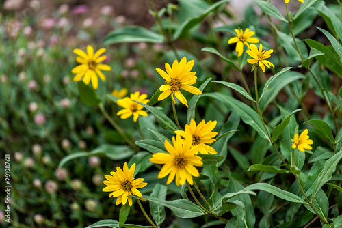 Albion Basin  Utah summer 2019 during wildflowers season in Wasatch mountains with closeup of many yellow Arnica sunflowers flowers