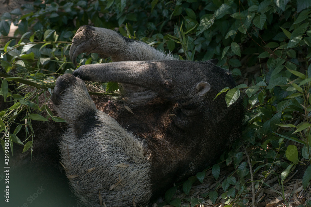 Oso hormiguero gigante sobre la hierba Oso hormiguero gigante sobre la hierba