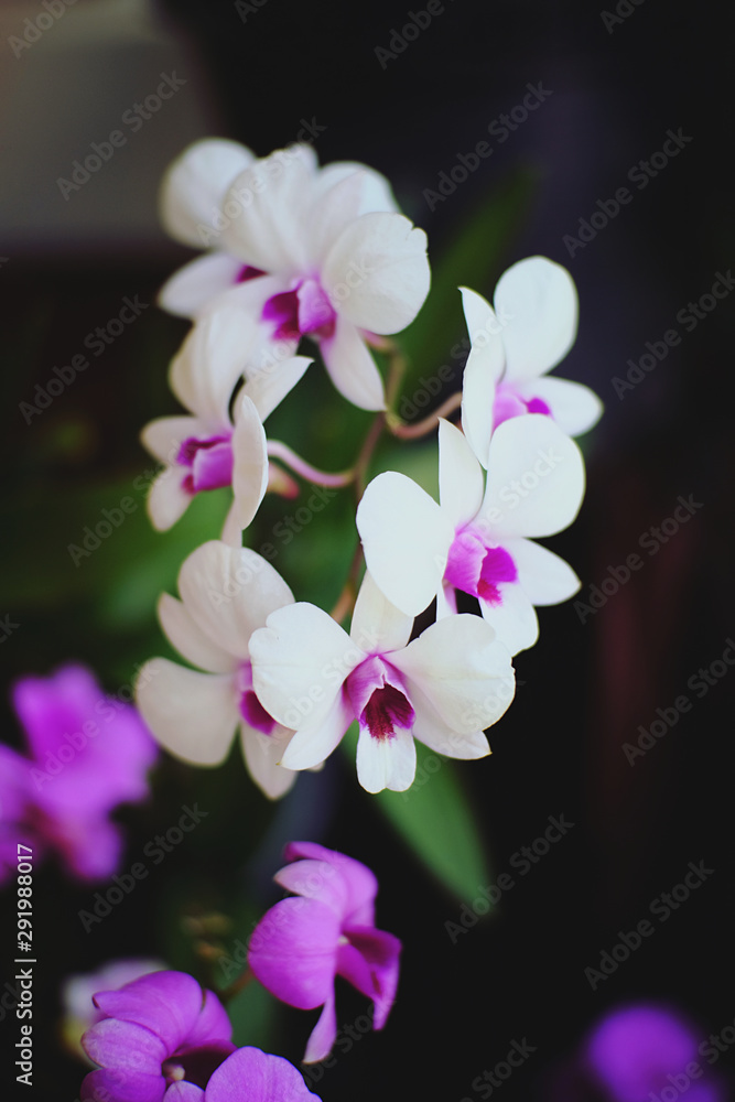 pink flowers on a black background pink flowers on a black background