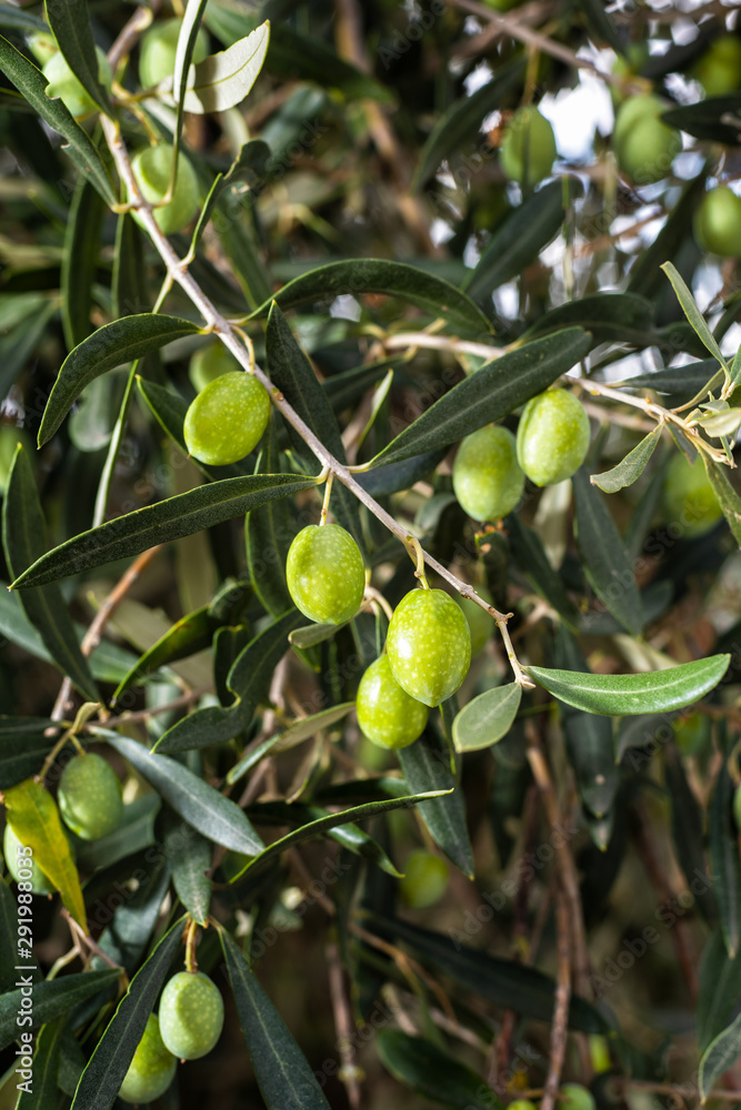 Unripe olives on a tree in a Mediterranean olive grove. Traditional agriculture.