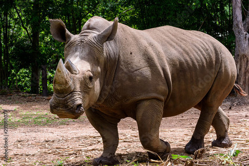 Rhinoceros is a large mammals. photo