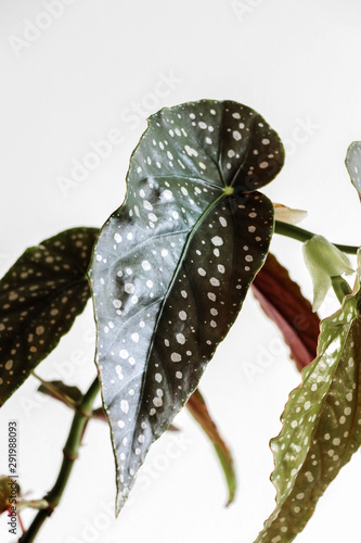 Begonia Maculata Wightii, Polka Dot Begonia, tropical foliage nature background, close up photo