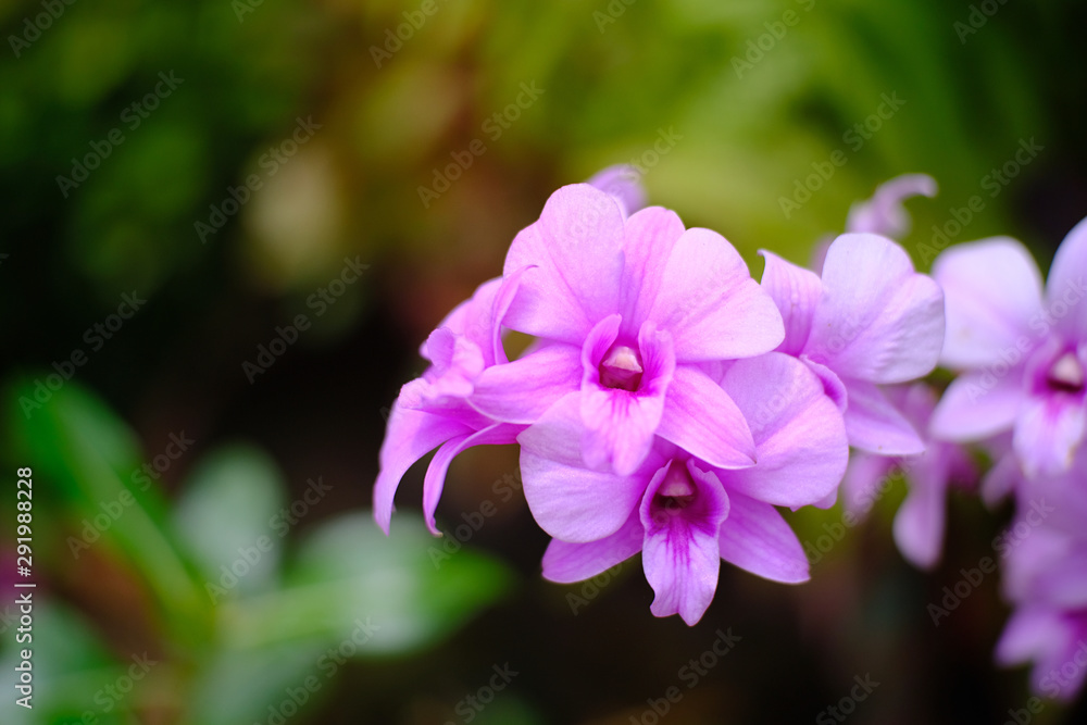 purple flower in the garden