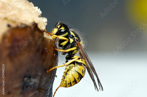 Insects and plants in macro lens photo