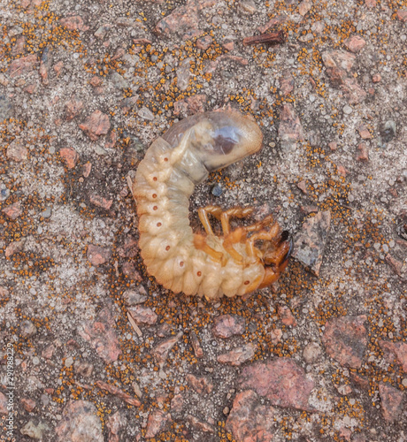 Melolontha melolontha larva  flat lay