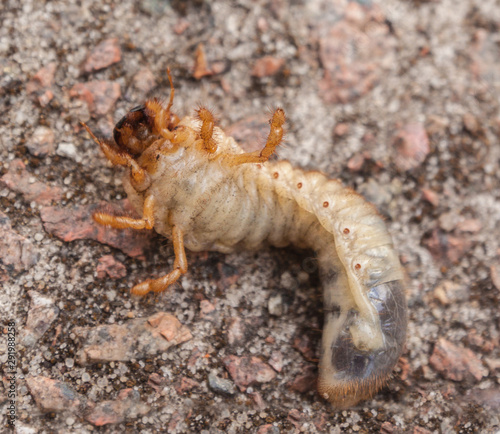 Melolontha melolontha larva  flat lay