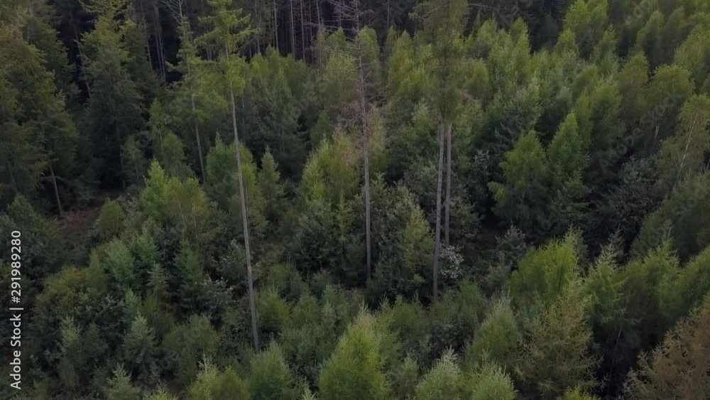 aerial view on a forest in Germany taken using a drone aerial view on a forest in Germany taken using a drone