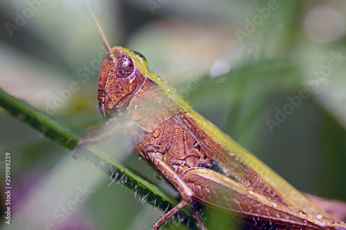 Insects and plants in macro lens photo