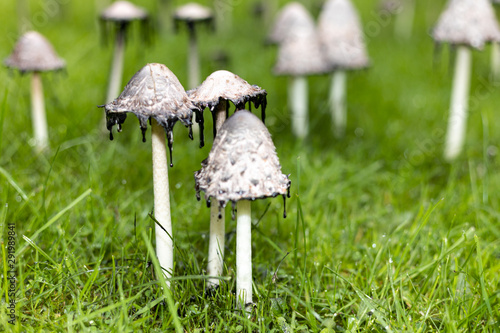 mushrooms found in the garden
