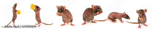 rat dumbo gray collection set isolated on white background