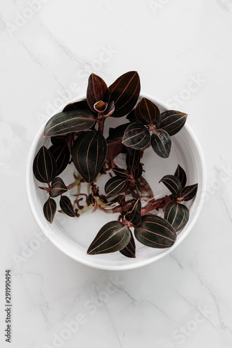 Modern houseplants in a bowl on a marble background, minimal creative home decor concept, top view with copy space, Ludisia Discolor or Jewel Orchid photo