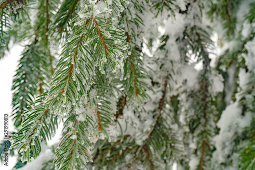 Green branches of fir tree in the snow and hoarfrost