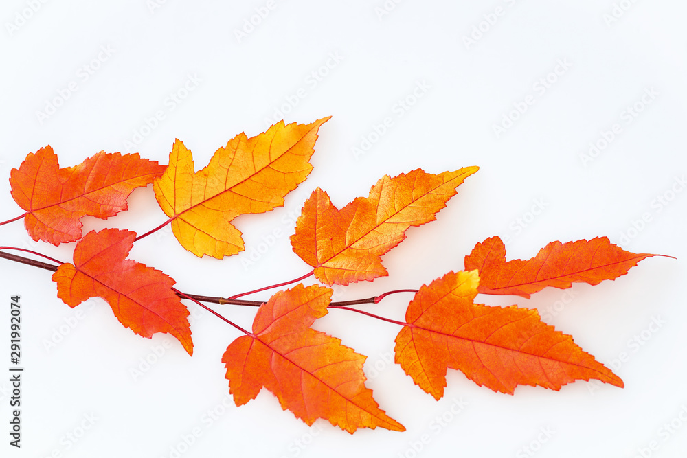 Branch autumn maple leaves Branch autumn maple leaves