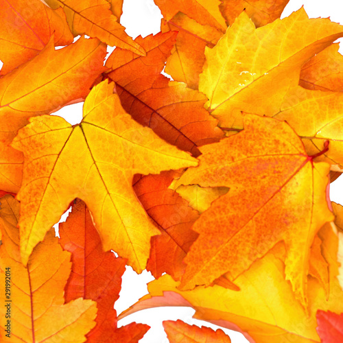 Wallpaper Mural Autumn leaves square background Torontodigital.ca