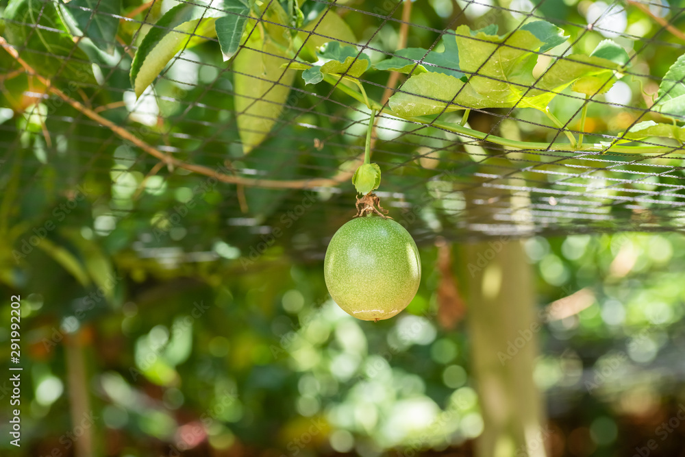 farm of passion fruit cultivation on plastic net farm of passion fruit cultivation on plastic net