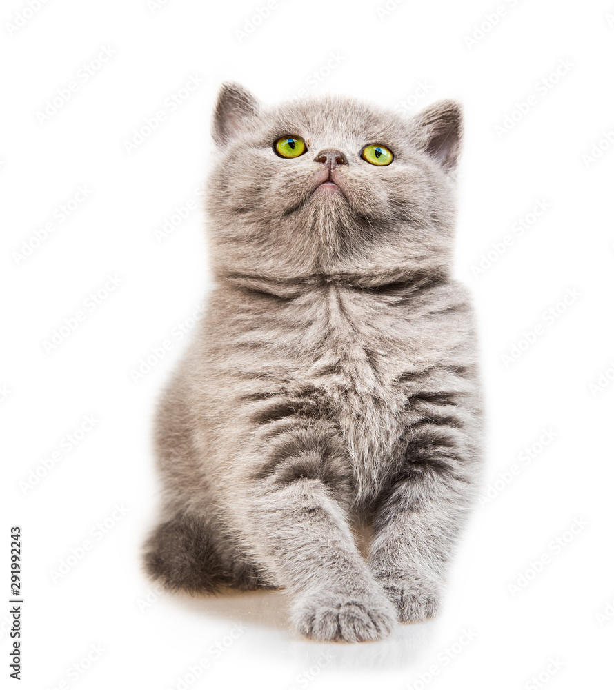 Scottish cat isolated on white background