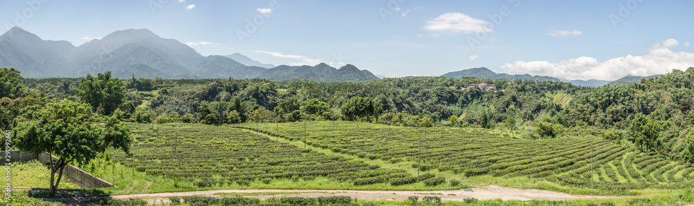 rural scenery of tea farm at Yuchi