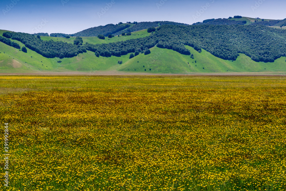 View of the Castelluccio di Norcia valley with a lot of daisy in Umbria, in the Apennine Mountains of central Italy. 