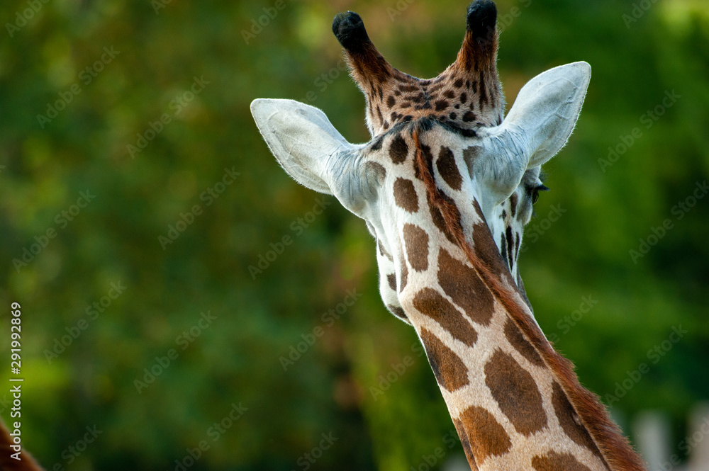 Fototapeta premium Giraffenporträt von hinten