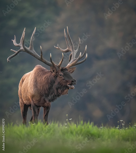 Bull Elk 