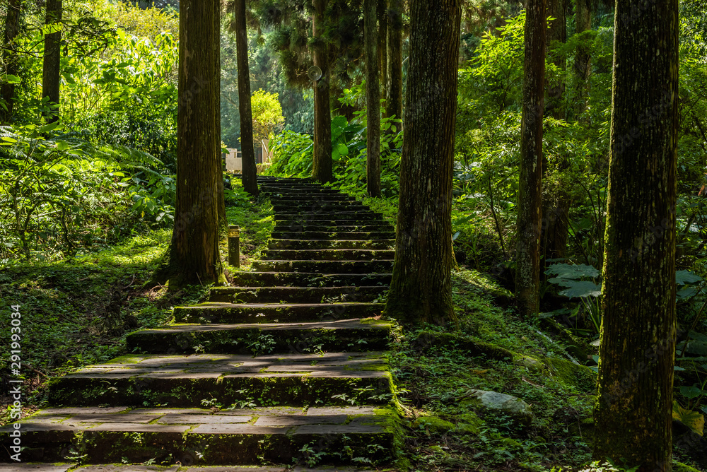 Fototapeta schody w lesie