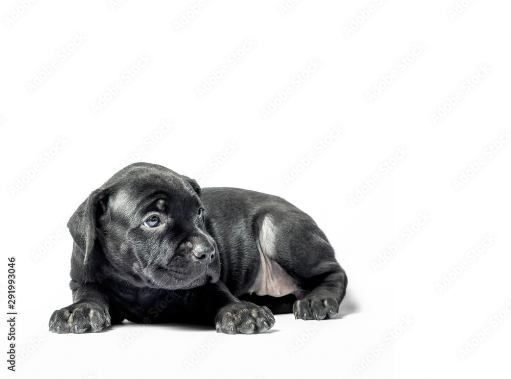 Obraz premium little puppy dog ​​of breed canecorso on a white background in isolation close up