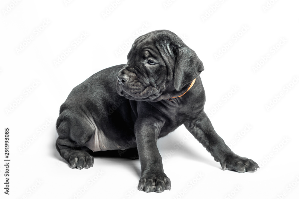 Obraz premium little puppy dog ​​of breed canecorso on a white background in isolation close up