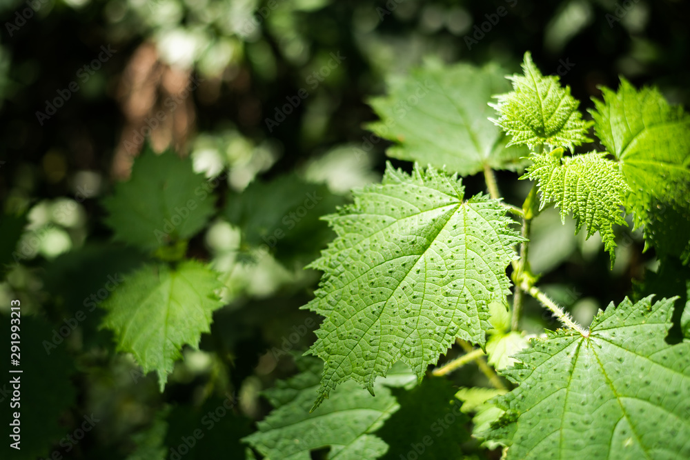 sting nettle in the tropical forest sting nettle in the tropical forest