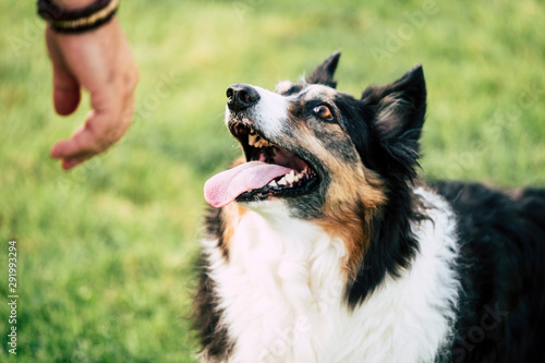 Obraz na plátne Happy border collie beautiful dog looking at his owner waiting to play and learn