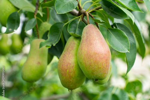 fresh ripe pears on a branch of a fruit tree in the garden closeup