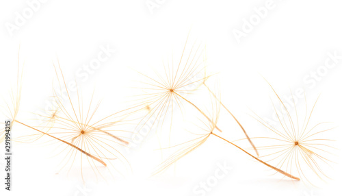Dandelion abstract background.