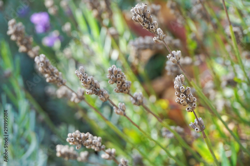 Withered lavender flowers in a garden photo