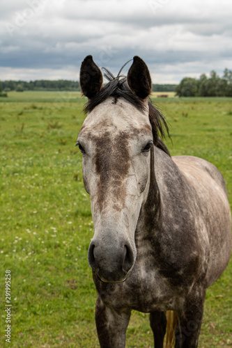 Cute dapple-grey horse standing in meadow in summer in Latvia