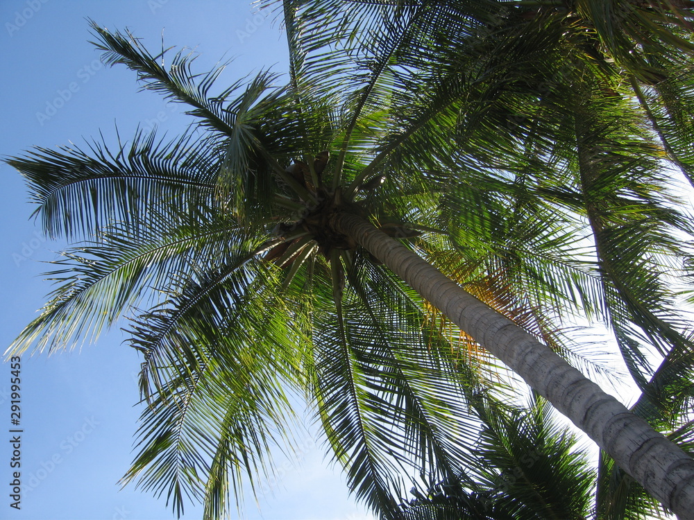 Obraz premium palm tree in the sky