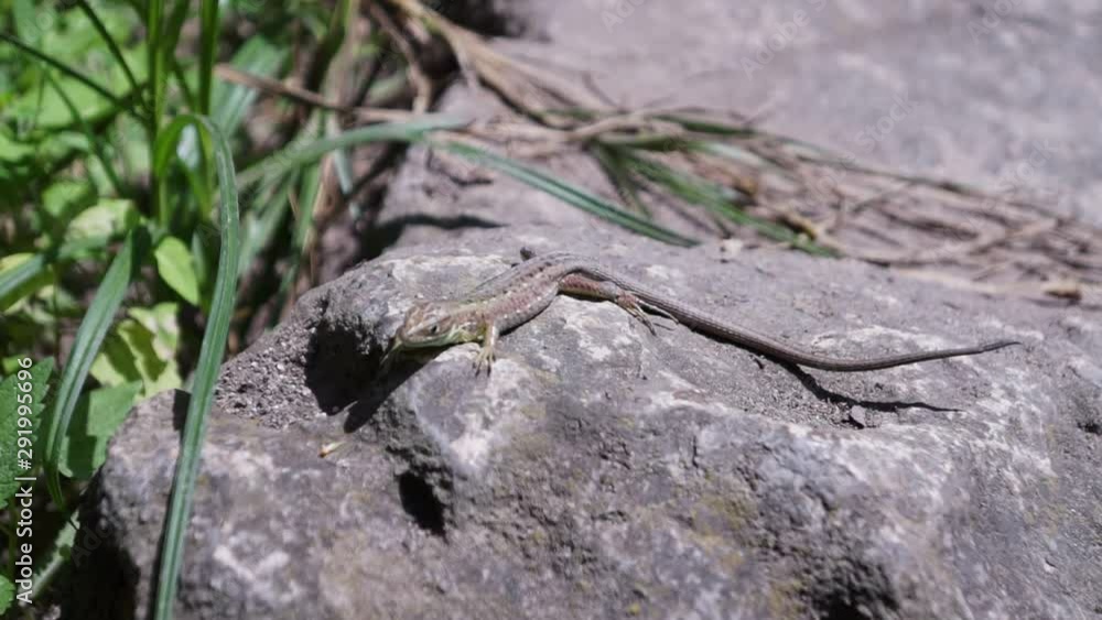 Lizard close up. European green lizard (Lacerta viridis), stone and green plant. How do reptiles behave. Wild nature and animal background. Small lizard close-up on mountain rock. Wildlife, reptile Lizard close up. European green lizard (Lacerta viridis), stone and green plant. How do reptiles behave. Wild nature and animal background. Small lizard close-up on mountain rock. Wildlife, reptile