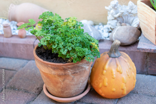 green plant in a pot with a pumpkin